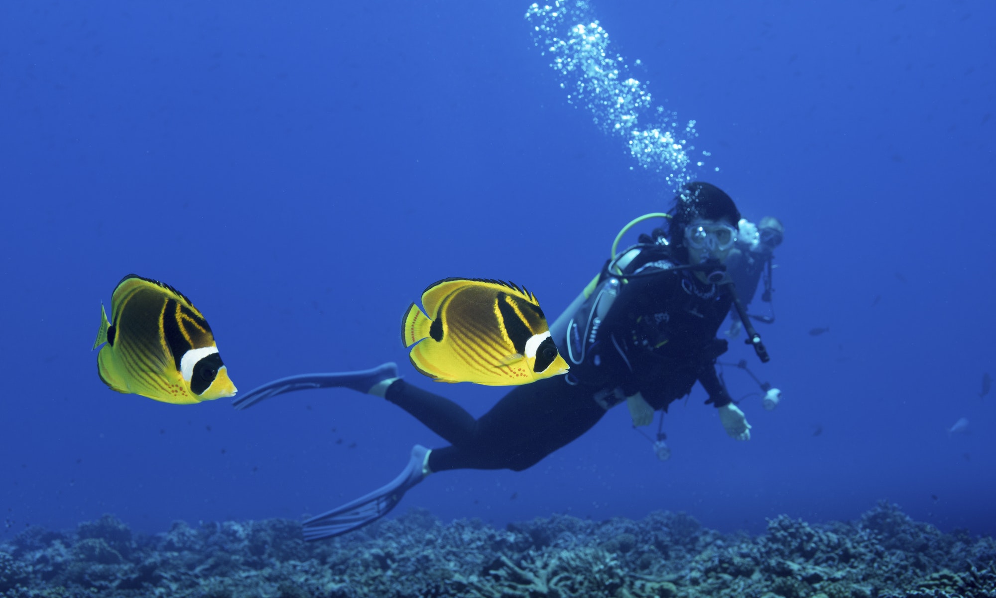 A scuba diver watching a pair of Raccoon butterflyfish in French Polynesia